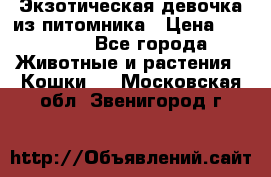 Экзотическая девочка из питомника › Цена ­ 25 000 - Все города Животные и растения » Кошки   . Московская обл.,Звенигород г.